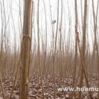 10公分意杨价格南京意杨产地销售