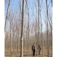 2015年5公分8公分栾树价格，江苏栾树报价