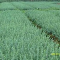 南京15-40公分高度雪松小苗最新价格