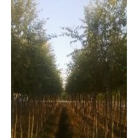 万绿缘垂柳基地