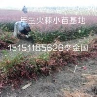 沭阳一年生火棘小苗籽播火棘床苗10厘米高带泥浆发货