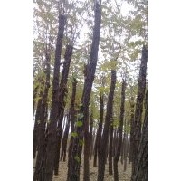 河北保定供应嫁接香花槐、栾树