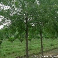 常年供应杜仲价格 15公分20公分杜仲价格