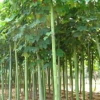 米径10公分青桐价格 青桐产地