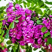 特价！原生 香花槐1公分1元 富贵树 红花槐 紫花槐 河北唐山