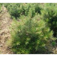 1米华山松出售、1米华山松大量低价优惠供应