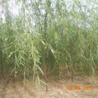 低价处理柳树3到6公分量大