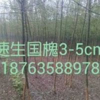 椿树+白蜡+国槐+威傲苗木