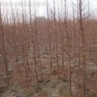 常年供应水杉价格米径2公分3公分4公分水杉价格