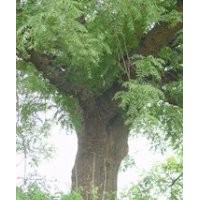 最新黄连木价格 南京10公分15公分20公分黄连木价格