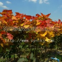 彩色植物“红霞杨”Ⅰ号、金红杨、黄红杨、金黄杨