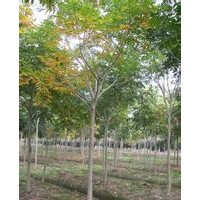 无患子树产地.12公分无患子树价格