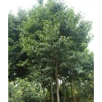 大量供应15公分20公分杜仲现在河南杜仲报价