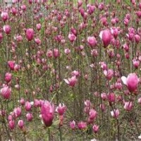 当年嫁接红玉兰树报价红玉兰产地