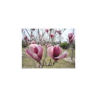 其他绿化苗木价格_2014樱花,海棠。山楂。红叶李子,白皮松批...