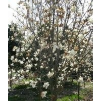 2015年白玉兰芽苗价格白玉兰树苗产地批发