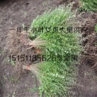 常绿耐寒篱笆苗木一年生小叶女贞苗批发小叶女贞工程苗