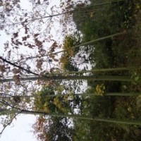 冬青，南阳冬青苗木