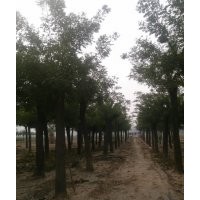 18公分国槐批发价格