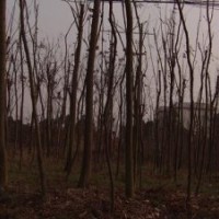 大量供应湖南益阳光杆栾树，裸跟栾树，各种品种一应俱全