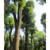 供应25公分精品骨架栾树，胸径30公分移植栾树，30公分栾树价格