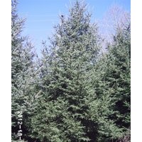 大量出售五角枫、蒙古栎、九角枫、三角枫、水曲柳、白桦