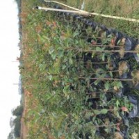 低价供应红叶石楠小苗和球规格在20-150cm全袋苗