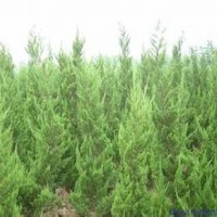 供应1米2米3米龙柏价格龙柏产地安徽龙柏价格