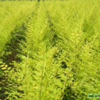 高矮接金叶榆，丛生金叶榆