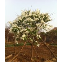 供应丁香，冬青球，法桐，各规格全