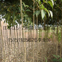 平茬1.5米高大叶女贞苗树形笔直常绿1米高大叶女贞苗基地