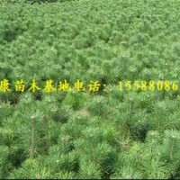 提供50公分油松80厘米油松苗每棵1元钱