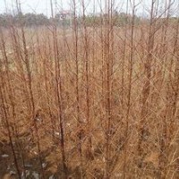 精品10公分水杉价格水杉产地供应15公分水杉价格