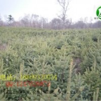 甘肃云杉绿王苗木