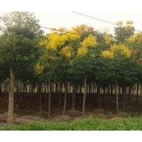 苗圃直销5公分6公分栾树价格栾树产地