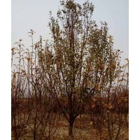 15公分京红海棠