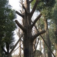 供应大腊梅、大银杏、大朴树、大红叶李、丛生紫薇