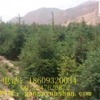 甘肃云杉青杄云杉