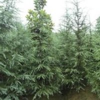 供应雪松广玉兰白玉兰红叶石楠