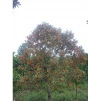 供应状元红桂花