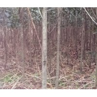 大量供应2、3公分桂花，数量几十万株