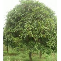 栾树价格精品栾树出售优质金桂