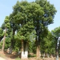 供应香樟 红叶石楠 桂花 广玉兰 日本黑松罗汉松 景观石