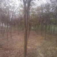 销售胸径10公分榉树南京移植朴树销售