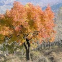 丛生黄连木价格南京移植20公分价格