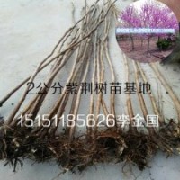 江苏1.5米高满条红紫荆苗一公分紫荆树苗春季观花