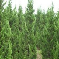 3米精品龙柏销售基地2.5米龙柏报价