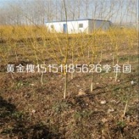 江苏2公分黄金槐嫁接苗3-4公分黄金槐工程苗数量多规格全