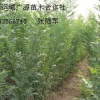 1米以上速生国槐小苗大量出售、双季国槐大量供应