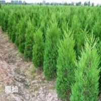 常年供应蜀桧报价 1.8米蜀桧多少钱一棵